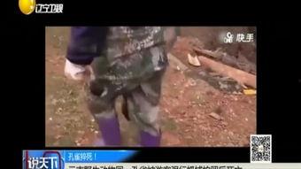 奥地利最新爆料视频,惊人内幕曝光